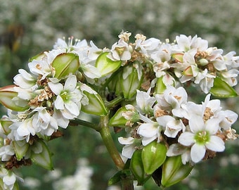 Fagopyrum Esculentum seeds,  2g buckwheat seeds, rare heirloom organic Ukrainian seeds SW56+track N