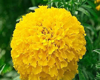 Semillas de caléndula 100 Caléndulas Semillas gigantes solares Tagetes Semillas orgánicas ucranianas SW135