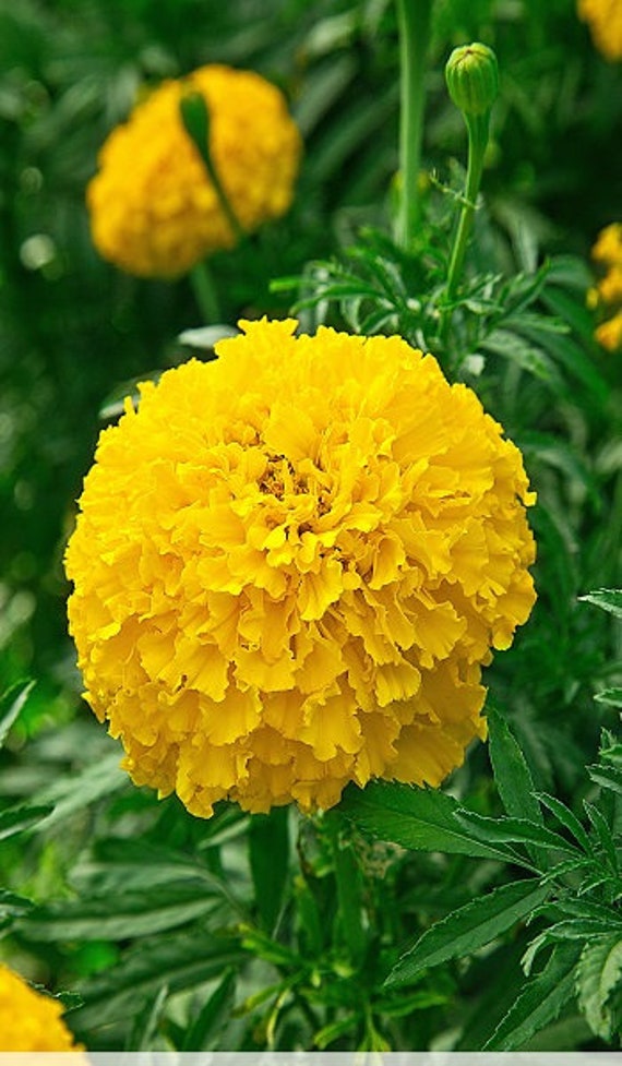 Marigold Seeds 100 Marigolds Solar Giants Seeds Tagetes - Etsy