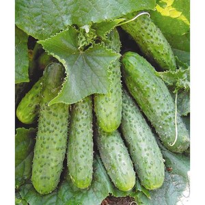 Puede incluir: Un grupo de pepinos frescos, rugosos y de color verde oscuro que crecen en una enredadera. Las verduras presentan una piel texturizada y verrugosa, rodeadas de grandes hojas verdes dentadas, mostrando el crecimiento natural del producto.