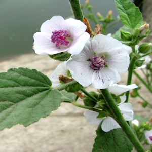 Marshmallow seeds, 400000 Althaea officinalis seeds, rare seeds,Medicinal herb, Ukrainian organic seeds, SW140