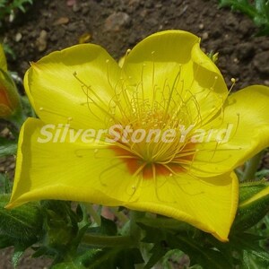 Graines de Bartonia, 250 graines, Bartonia aurea, Mentzelia, Graines biologiques ukrainiennes, SW738