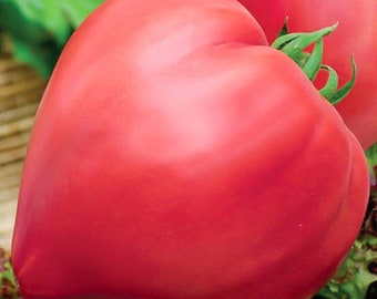 Semillas de tomate, 300000 Tomate Corazón de bovino rojo, orgánico SW414