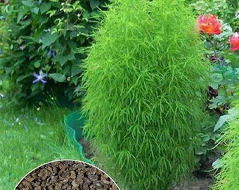 Puede incluir: Primer plano de un arbusto verde con hojas plumosas. El arbusto crece en un jardín con otras plantas y flores. Un montón de semillas marrones se encuentra en primer plano.