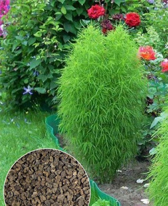 Kochia seeds 1000000 Kochia Scoparia seeds,Green Molly Flower,Kochia  grass,Ukrainian organic seeds SW214