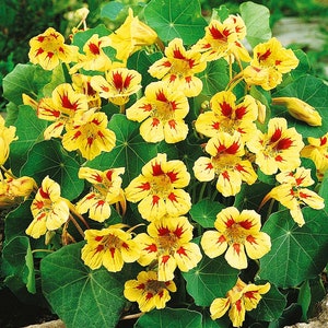 Nasturtium seeds, Strawberry Cream Nasturtium,  about 10 seeds,SW293