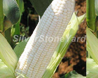 Corn seeds  10000 rare seeds, Corn Snow Princess, Ukrainian organic seeds  SW955