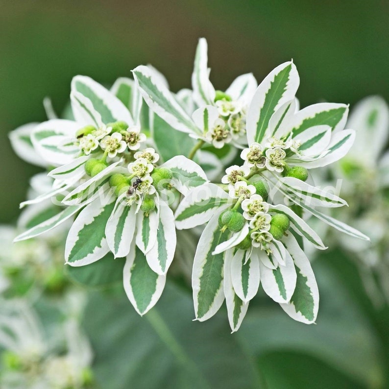 Euphorbia marginata seeds. 100000 milkweed seeds, SPURGE, snow on the mountain Ukrainian organic seeds,SW850 image 1