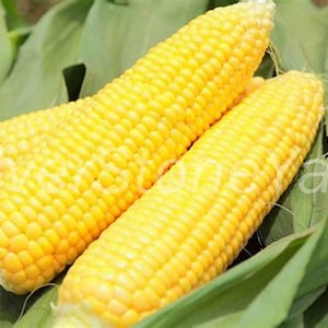Corn seeds  50 seeds, Super sweet corn, Ukrainian organic seeds  SW807