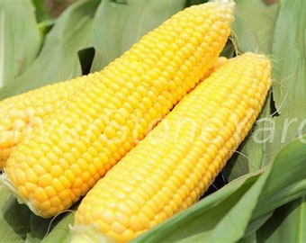 Corn seeds  50 seeds, Super sweet corn, Ukrainian organic seeds  SW807
