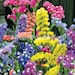 see more listings in the Flower seeds section