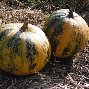 100 Pumpkin seeds ,Striped pumpkin, Ukrainian Multiple pumpkin ,organic pumpkin,SW638