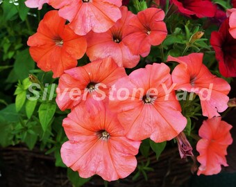 50 Pelleted Petunia Seeds – Celebrity Burgundy Star – Fresh Flower Seeds