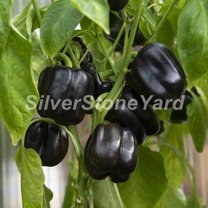 Sweet pepper seeds 35 Black horse pepper seeds, Ukrainian organic seeds, SW948