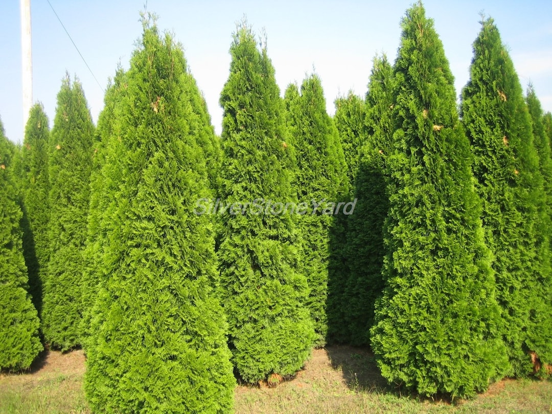 thuja degroot spire Thuja occidentalis 'DeGroot's Spire' ~ DeGroot's Spire Arborvitae  JTSOP  Farms