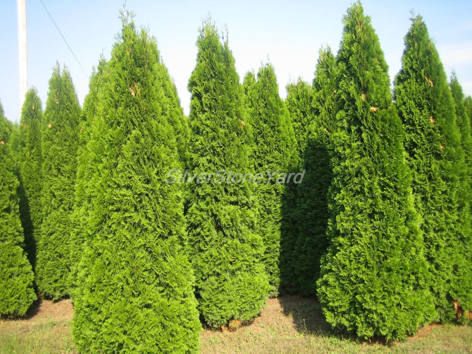 thuja bäume düngen Thuja Dünger - Mineralischer NPK Flüssigdünger mit Stickstoff main image 1
