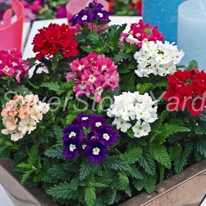 Verbena zaden, 1250 Verbena Mix zaden, Oekraïense biologische zaden SW832