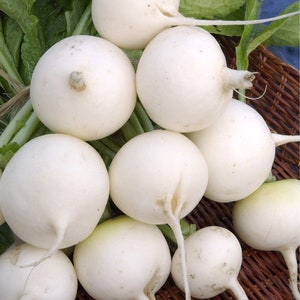 Radieschen Samen, 150 Samen Radieschen,Weißer Radish,Radish Mokhovsky, Ukrainische Bio-Samen, SW151