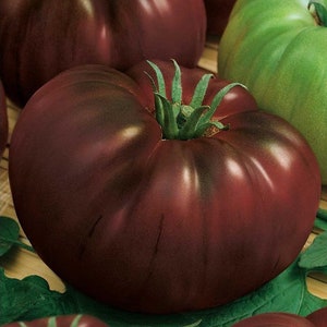 Tomatfrön, 0,1g svarta ryska tomatfrön, ekologiska ukrainska frön SW263
