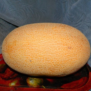 Melon seeds, 50 supersweet melon Amal,Gold Melon Seeds,jumbo melon,SW238