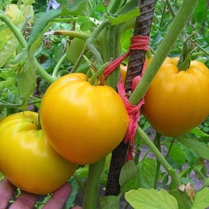 Tomato seeds, 60 Tomato Lemon Giant seeds  Ukrainian organic seeds, SW588