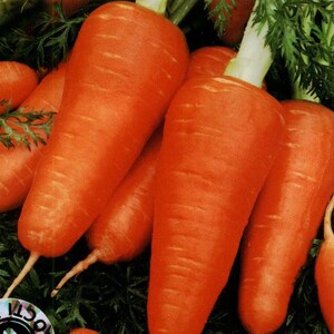 Carrot seeds, 200 carrot Baby Shorty seeds,Ukrainian seeds, SZ034