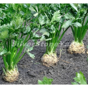 Könnte beinhalten: Nahaufnahme von drei Selleriepflanzen, die in einem Garten wachsen. Die Pflanzen haben grüne Blätter und weiße Wurzeln.