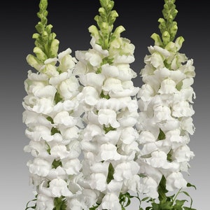 Snapdragon seeds 1000000 seeds Snapdragon Tall Alaska white, Antirrhinum  Ukrainian organic seeds SW873