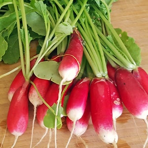 200 Radish French Breakfast, radish seeds, SW599