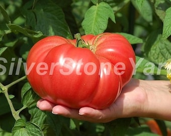Tomato seeds, 300000 seeds Tomato Monomakh Hat, Ukrainian organic seeds, SW869