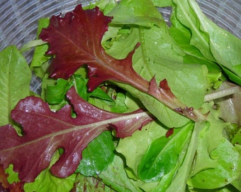 Feuille de laitue Corail Red Oakleaf, 0,5 g de graines de salade, salade biologique,SW433
