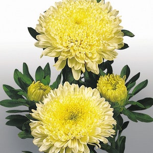 Aster seeds, Astra Peony SONATA (yellow),Aster Yellow, 0,25g Ukrainian organic seeds, SW179