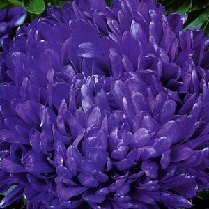 Astra Pionoid BLAUER TOURM (blue) , Aster Blue, Aster seeds; 0,25 gr, SW177