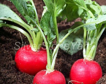 Op de afbeelding: Drie ronde, felrode radijzen met levendige groene bladeren die uit donkerbruine aarde groeien. De tekst SilverStoneYarn staat over het midden van de afbeelding. Elke radijs heeft een gladde, bolvormige wortel en lange, getextureerde stengels.