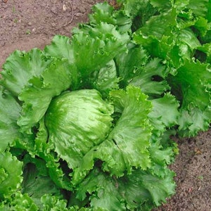 500 Eisbergsalat Samen, Lactaca sativa, SW600
