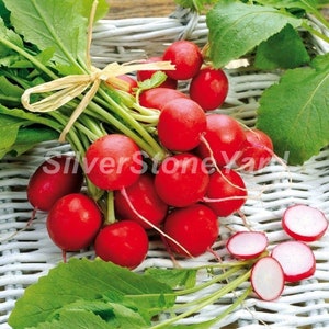 Radish seeds,  100000 rare seeds Saksa radish ,sweet radish red radish  Ukrainian organic seeds, SW957