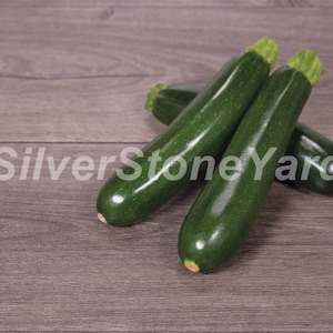Zucchini seeds 1000 rare seeds green squash, Zucchini Aeronaut, Ukrainian organic seeds SW954