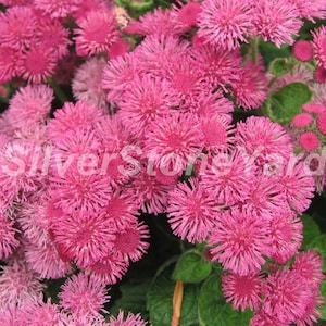 Ageratum seeds,  50000 Ageratum Pink seeds, Ukrainian organic seeds, SW961