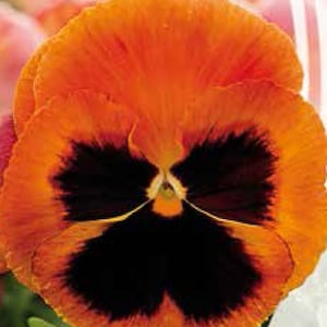 Viola Magic seeds,Viola Cornuta; 0,1 gr, SW170