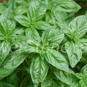Basilicum zaden 40000 zaden Basil Lemon Seeds Oekraïense biologische basilicum, SW804