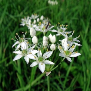 Onion seeds  500 seeds  ALLIUM ODORUM L. Soul Onion Ukrainian organic seeds  SW772