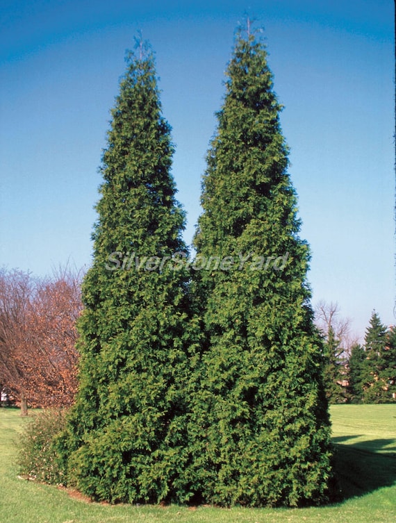 Thuja Plicata 50 Samen Western Cedar rot zeder Ukrainisch Bio Samen SW782 -  Etsy Schweiz