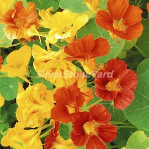 Nasturtium seeds, 10 seeds, Nasturtium Jewel, Ukrainian organic seeds, SW292
