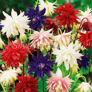 Columbin Samen, 1000 Aquilegia vulgaris Biedermeier, Buttercup Familie, Ukrainisch Bio Samen SW831