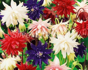 Columbine seёds, 1000 Aquilegia vulgaris Biedermeier,Buttercup family, org@nic SW831