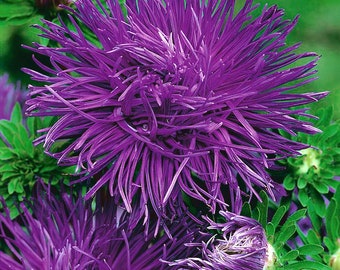 Aster seds, 120 Aster CINDERELLA seёds, Aster paars SW172