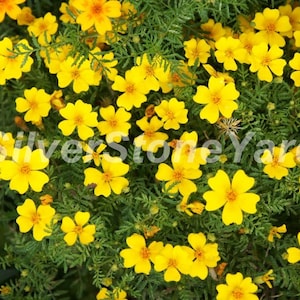 Marigold seeds about 80 Mexican Marigold LULU seeds ,Tagetes tenuifolia, Ukrainian organic seeds SW946
