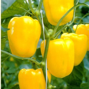 Sweet pepper Bogdan, 0,3g sweet pepper seeds, SW403