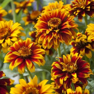 Zinnia Mexican OLD MEXICO, Graines de Zinnia, 0,3g graines biologiques,SW627