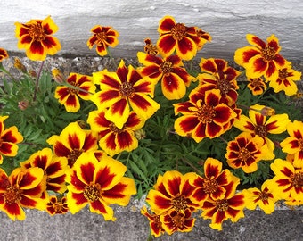 Peut inclure: Une vue rapprochée d'un groupe de fleurs de souci jaunes et rouges en fleurs. Les fleurs sont disposées dans un pot et poussent contre un mur blanc.
